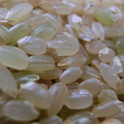 ふるさと納税 花巻市 岩手県花巻市「残留農薬0の米(R)」玄米ひとめぼれ おためし2kg |  | 01