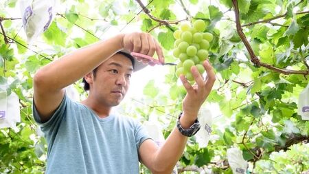 【 先行予約 】 極上プレミアム シャインマスカット1房1kg以上 数量限定 5房入り【 茨城県共通返礼品 ／ 常陸太田市 】 桧山果樹園 農家直送 桧山果樹園 農家直送 フルーツ 甘い 直送 茨城 