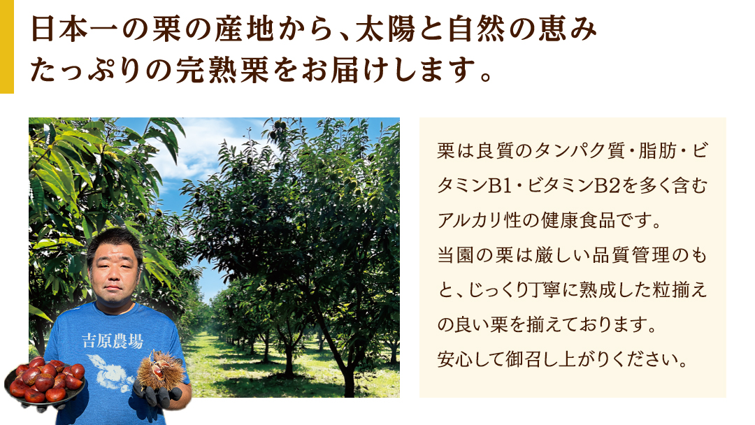 【 吉原農場 の 完熟栗 】 熟成 生栗 1kg 3Lサイズ ・ 生むき栗 3袋 令和7年産 セット 完熟 栗 くり クリ 栗ごはん 贈答 ギフト 果物 フルーツ 数量限定 旬 秋 冬 正月 おせち 