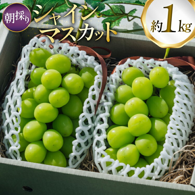 【ふるさと納税】【期間限定発送】 シャインマスカット 2房 1kg 以上 朝採り [tk06ayt250003 山形県 高畠町 oboco grapes] ぶどう ブドウ 葡萄 フルーツ 果物 くだもの 1キロ 甘い