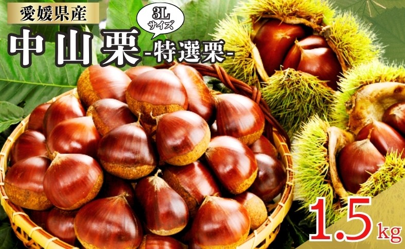 
            中山栗 特選栗 3Lサイズ 1.5kg 愛媛県ブランド 栗 クリ 冷蔵便 濃厚な甘み ホクホク 焼き栗 栗ごはん 中山町 伊予市 愛媛｜B466
          