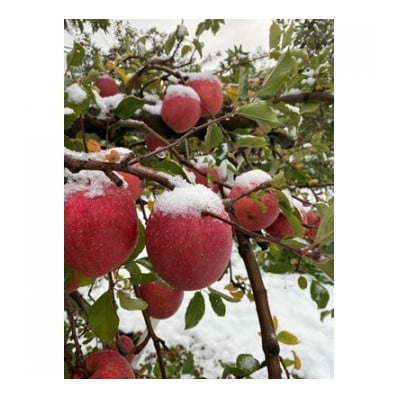 鎌田林檎園直送!　こだわりの個性派　葉隠れサンふじ　約3kg【贈答用】