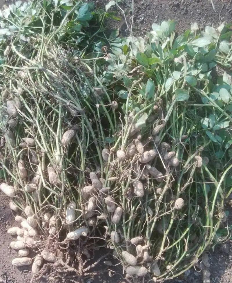 湘南大磯の太陽を浴びて育った大磯落花生　「おおまさり」 たっぷり600g（300g入り2袋）【おつまみ　大容量】【 神奈川県 大磯町 大粒の落花生 天日干し ポリフェノー 薄皮付き ピーナッツ 贈り物