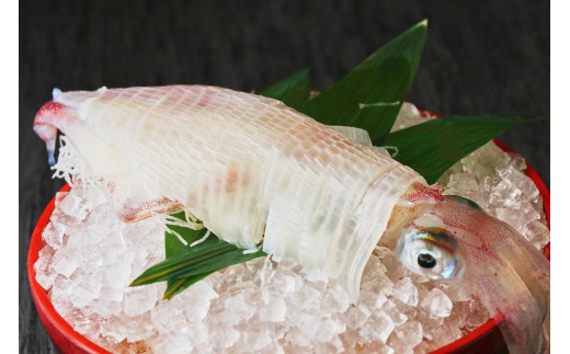 
(福岡市)ヤリイカ姿　刺身 1杯　約180g
