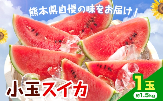 【先行予約】小玉スイカ 1玉 約1.5kg 日本フルーツ株式会社 《4月中旬-7月下旬頃出荷》 こだますいか 西瓜 すいか フルーツ 果物 くだもの 旬 熊本県 菊池市 熊本県産 くまもと