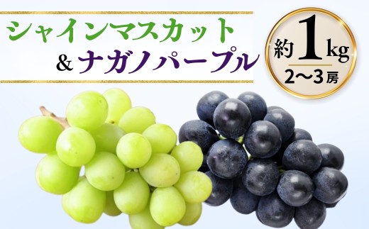 【2026年先行予約】シャインマスカット ＆ ナガノパープル 詰め合わせ セット  計約1kg（2~3房）※最低900g以上 | 果物 フルーツ 白ぶどう 黒ぶどう 葡萄 ブドウ グレープ 種無し 種なし 皮ごと 産地直送 信州 信州ぶどう 信州葡萄 千曲市 長野県