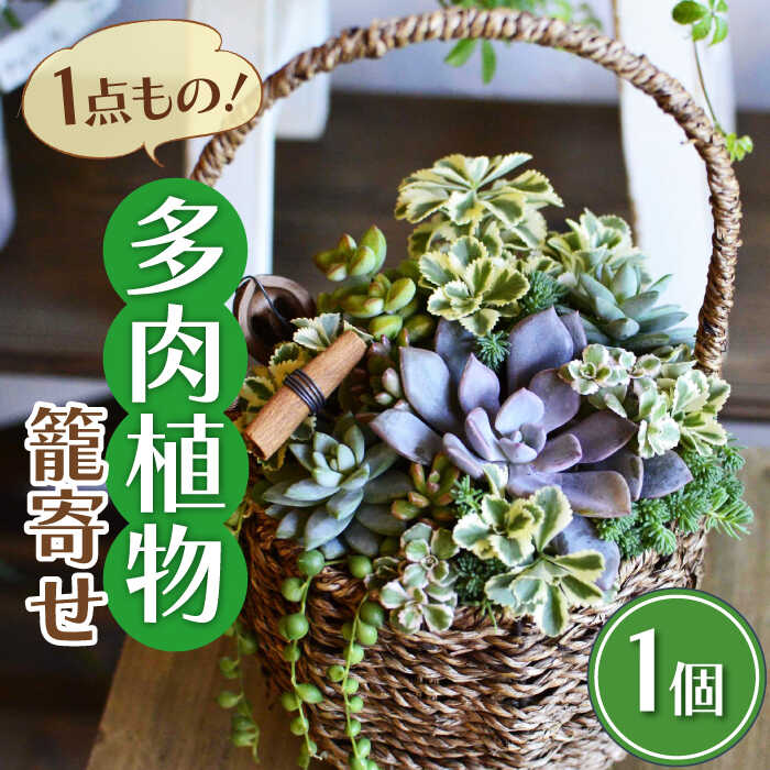 【ふるさと納税】多肉 植物 籠寄せ カズラ かご 福岡 八女 プレゼント 母の日 広川町 / plantsfunshopnatur[AFAT002]