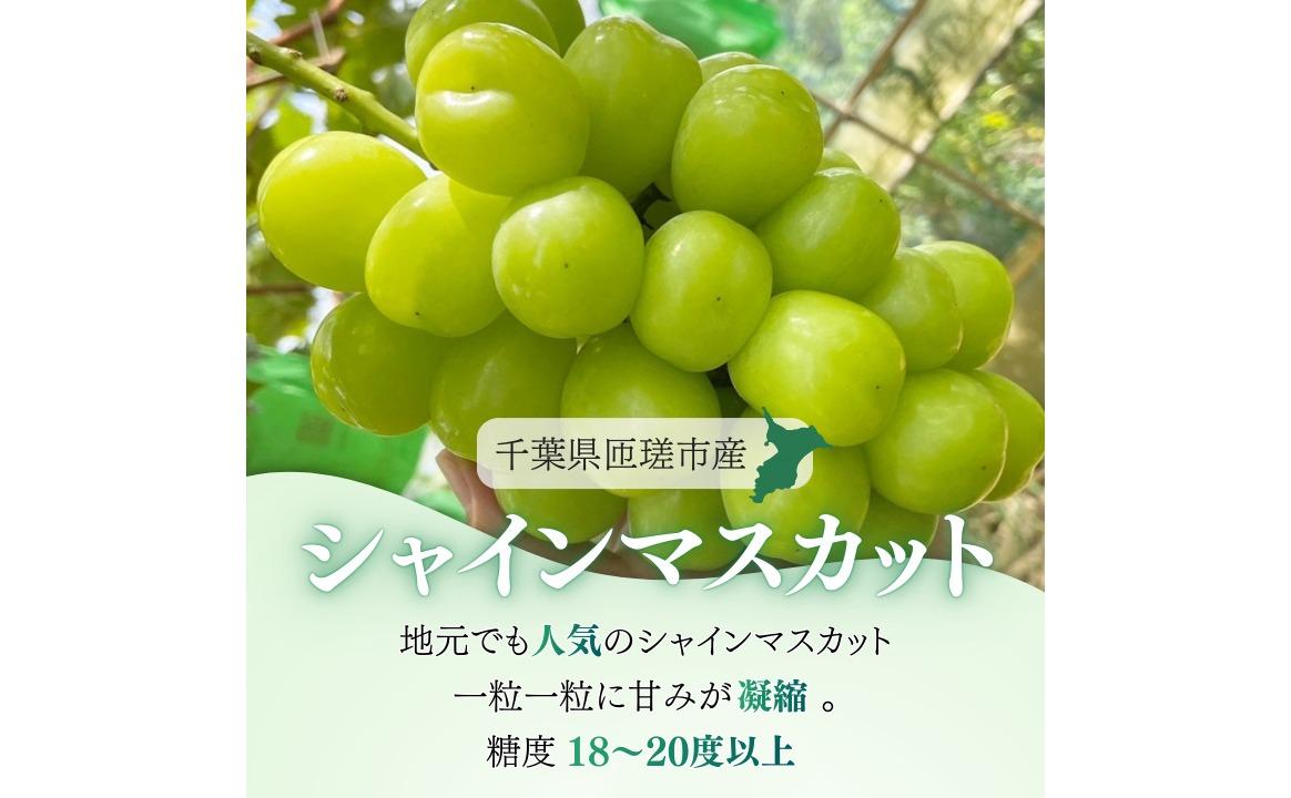 シャインマスカット　1.2kg（2～3房）ぶどう ブドウ 葡萄 シャインマスカット 果物 くだもの フルーツ 1.2kg カクタファーム 朝採り 産地直送 産直 期間限定 千葉県 匝瑳市