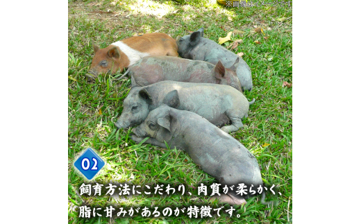 豚肉 とんかつ 480g 4人前 ブランド豚 四万十ポークカツ 豚カツ バーベキューソース付き 高知県 須崎市 ME079