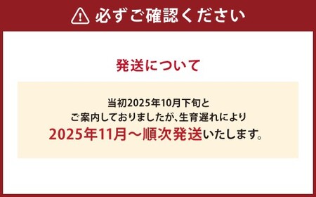 最高級 五つ星 至高のフルーツトマト pomodia ポモディア 約1.2kg（24～35個） [農事組合法人 た・から 山梨県 中央市 21470258] トマト とまと フルーツ 野菜 やさい 1