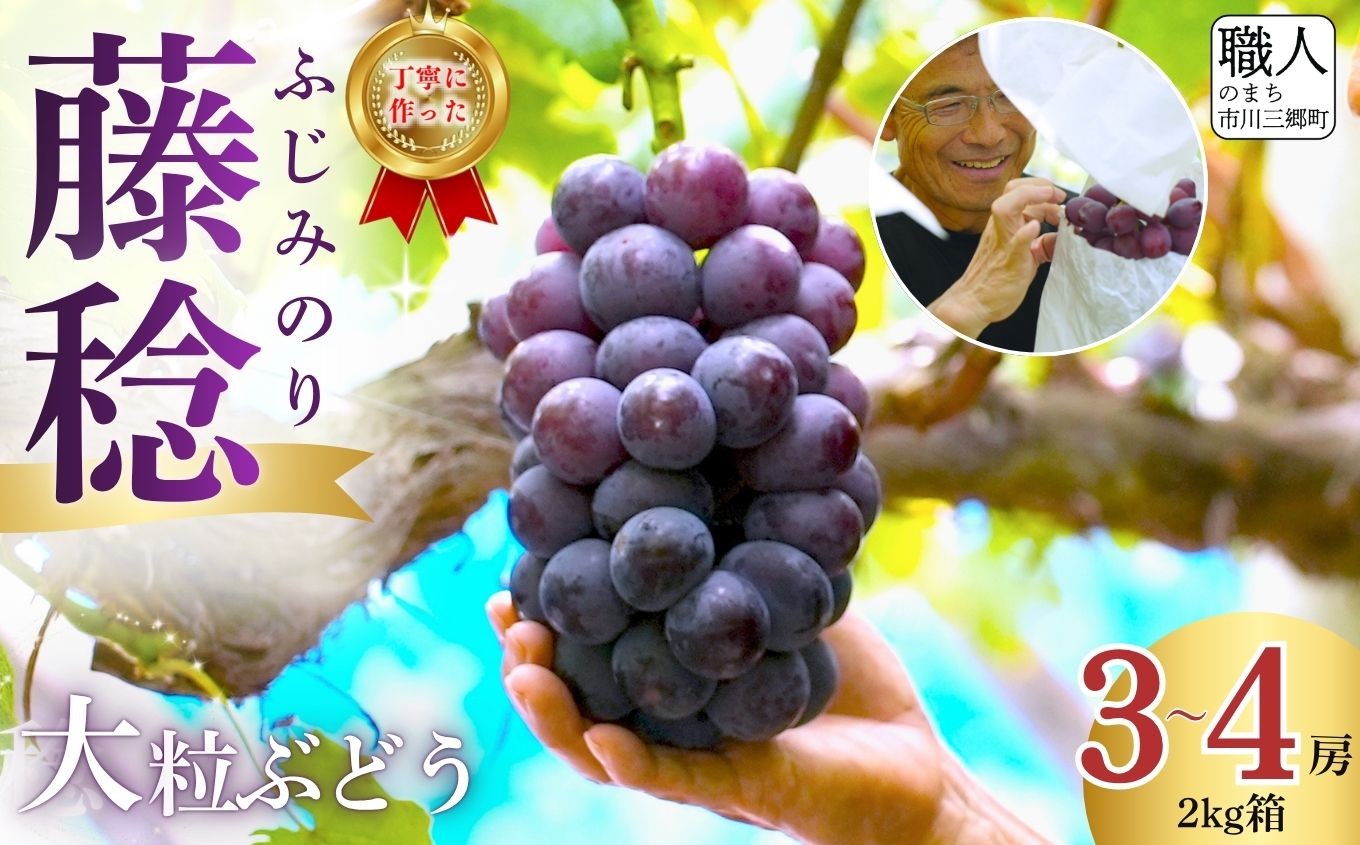 
                  ☆クール便発送☆ 藤稔(ふじみのり) 【2026年発送】 山梨 2kg箱 (3～4房)  ないとうぶどうファーム ｜ ぶどう ブドウ 葡萄 山梨県 果物 くだもの 産地直送 人気 先行予約 先行受付 先行 デザート ギフト 贈答 プレゼント 採れたて 山梨 市川三郷 市川三郷町 [5839-2323]

                