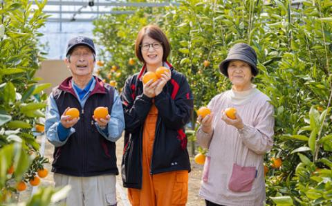 《数量限定100セット》柑橘の高級ブランド 果汁たっぷり高原町産「せとか」約2kg(6～8玉) 糖度13度以上 オレンジ色の果物[産地直送 産直 フルーツ ギフト 贈答 贈り物 プレゼント 宮崎県産 