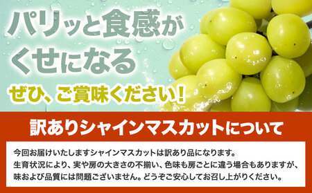 訳あり シャイン マスカット 約 1.8 kg  《9月中旬-11月中旬出荷予定(土日祝除く)》期間限定 フルーツ 果物 ブドウ ぶどう 甘い 濃厚