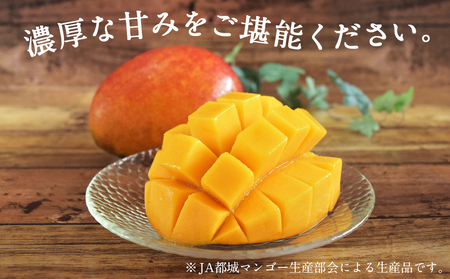 【先行受付!】宮崎県産完熟マンゴー 太陽のタマゴ【4L×2玉】化粧箱入り≪2026年5月中旬以降順次お届け≫_41-0101_(都城市) 宮崎県産 太陽のタマゴ 化粧箱入 4L 2玉 1箱 15度以上