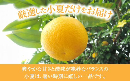 【先行予約】土佐小夏約2.5kg 13個前後 Lサイズ〈2026年4月中旬-2026年7月中旬頃発送〉/ 日向夏 オレンジ ニューサマーオレーンジ 日向夏 ニューサマオレンジ 高知県 蜜柑 デザート 