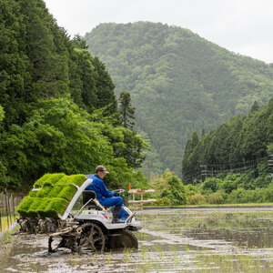 お米作り60年以上 檜本さんのコシヒカリ５kg [1232] お米 精米 ５kg こしひかり 兵庫県 多可町 ひのきもとさん