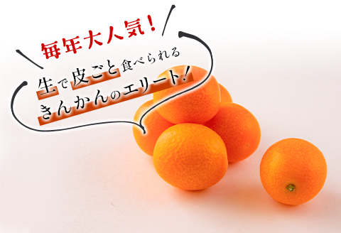 先行予約 数量限定 完熟きんかん たまたま 計1kg以上 (1kg×1箱) フルーツ 果物 くだもの 柑橘 金柑 国産 食品 期間限定 大粒 宮崎ブランド 希少 おすすめ デザート おやつ ギフト 贈