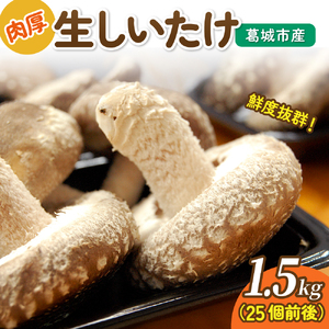 葛城市産生しいたけ（1.5kg） 25個前後 椎茸 シイタケ 生 国産 セット 1.5kg 新鮮 菌床 スライス 奈良県 葛城市【kobo005】