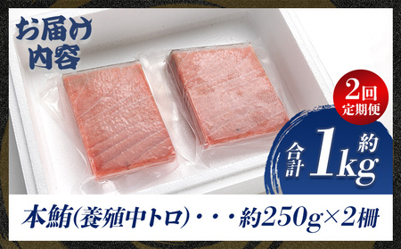 【定期3便/計2回】本マグロ中トロ500g（計1kg）【まぐろまぐろまぐろまぐろまぐろまぐろまぐろまぐろまぐろまぐろまぐろまぐろまぐろまぐろまぐろまぐろまぐろまぐろまぐろまぐろまぐろまぐろまぐろまぐろ