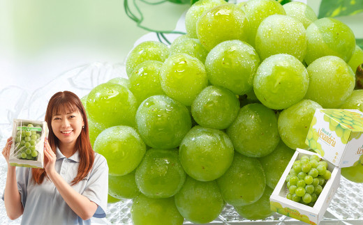 マスカット・オブ・アレキサンドリア （700g以上・秀品以上） 1房 化粧箱入り【2026年7月上旬～8月上旬迄発送予定】 ／ マスカット 葡萄 ぶどう 果物 果実 フルーツ 皮ごと 岡山県 美咲町 