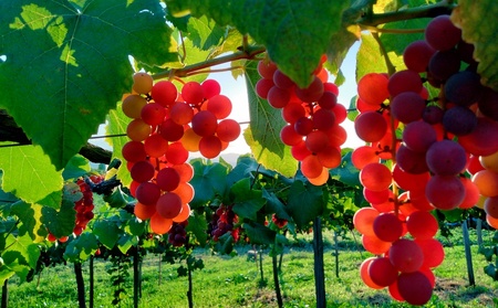 Agri Coeurの醸しワインセット　0160-2505