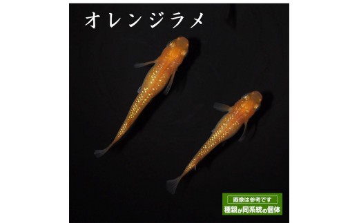 
0010-065 メダカ「オレンジラメ」1ペア

