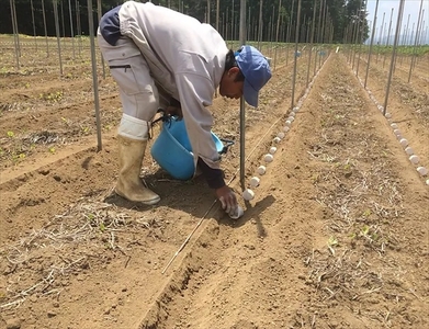 長野県産 ながいも 約10kg 〈2026年12月1日出荷開始～2026年12月25日出荷終了〉| 長芋 長いも 高原野菜 信州佐久 土作りからこだわり 作物本来の美味しさを目指して栽培 長野県 佐久
