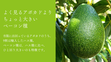 国産 オーガニックアボカド [ベーコン種] 1個　11〜12月発送 有機JAS認証 瀬戸内 大崎上島 有機 濃厚 アボカド