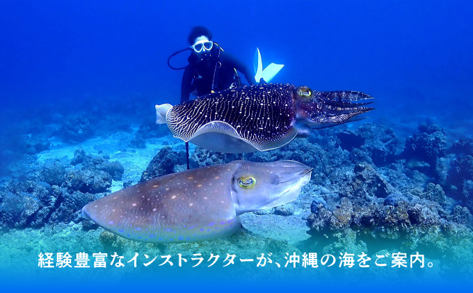 ダイビング マリンスポーツ オーシャンゲート ご利用補助券 15,000円分 | 沖縄県 宜野湾市 ふるさと納税 ふるさと | 送料無料 | 沖縄 旅行 トラベル 観光 リゾート 美ら海 | ご利用券