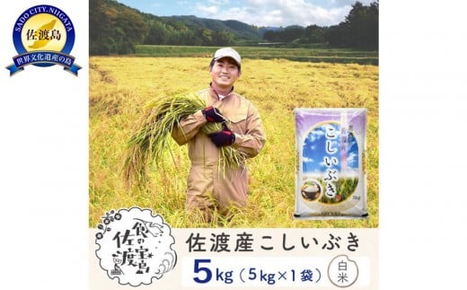 佐渡島産こしいぶき 白米5Kg 令和7年 ～農薬5割減～ 農家直送
