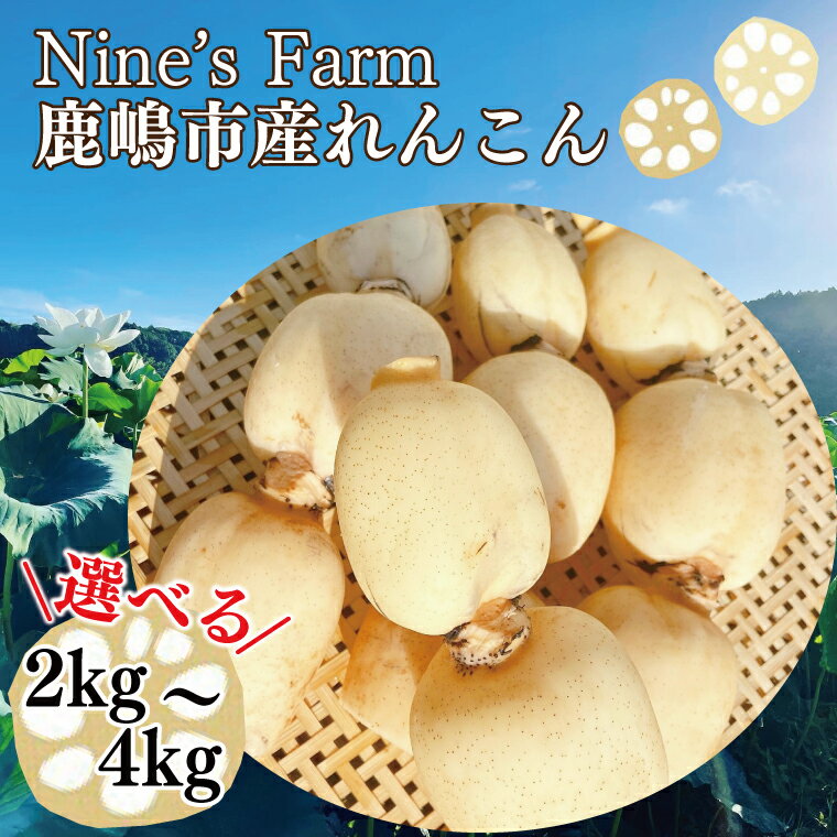 【ふるさと納税】【先行予約】【数量限定】＼選べる容量／ オーガニック肥料で育てたれんこん 2kg 4kg (8月上旬より順次発送予定)【茨城県 鹿嶋市 有機栽培 オーガニック レンコン 蓮根 野菜 根菜 産地直送 有機野菜 】