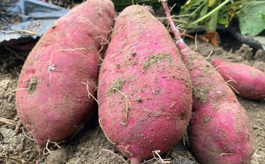 紅はるか 約5kg さつまいも サツマイモ 野菜 いも【2027年2月上旬～6月下旬発送予定】
