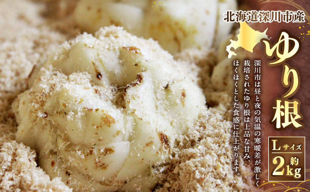 
            《令和7年産 先行受付》北海道深川市産 ゆり根（Lサイズ） 約2kg 【2025年9月上旬-10月上旬 発送予定】ゆりね
          