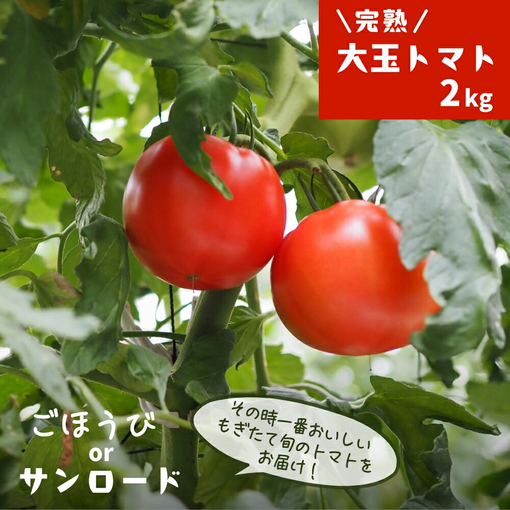 【ふるさと納税】トマト 贈答用 完熟大玉トマト2kg ごほうび or サンロード 先行予約 2026年産 令和8年産 箱入りトマト 箱入り ギフト 埼玉県伊奈町