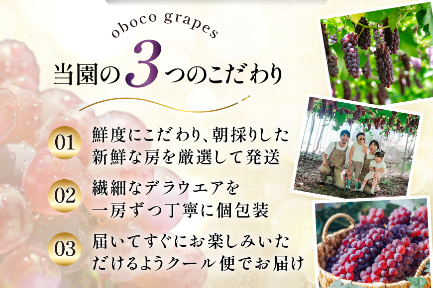 【期間限定発送】 ぶどう デラウェア 5～7房 約 1kg 朝採り [oboco grapes 山形県 高畠町 tk06ayt250000] 個包装 種無し ブドウ 葡萄 くだもの 果物 フルーツ 産