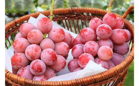 クイーンニーナ 2房 約1kg ぶどう 葡萄 フルーツ 果物 長野市