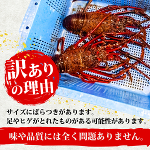 【 伊勢海老 】 伊勢海老500g