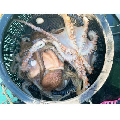 ふるさと納税 いすみ市 【太東・大原産マダコ】茹で&生セット(合わせて400g以上) |  | 01