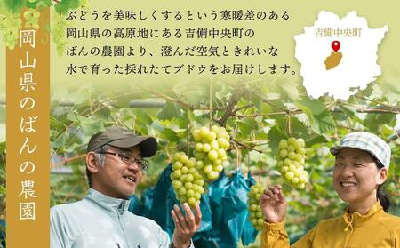 ぶどう 2024年 先行予約 旬のぶどう食べ比べセット 約1.8kg 3～5房 減農薬／ハウス栽培 ブドウ 葡萄  岡山県産 国産 フルーツ 果物 ギフト ばんの農園 [No.5220-0484]