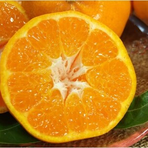 はるみ[約2.8kg]和歌山県有田産春みかん 春柑橘(果実サイズおまかせ)【1223481】