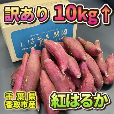 
            ＜訳あり＞さつま芋 紅はるか 約10kg 千葉県香取市産＜再入荷2025年2月上旬より順次発送＞【1533980】
          