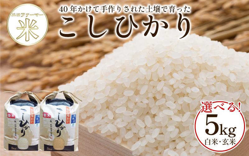 
            こしひかり 5kg 選べる 白米 玄米 令和7年産 潮風米 ご飯 おにぎり ごはん お弁当 ギフト 贈答 プレゼント お取り寄せ グルメ 保存 防災 備蓄 送料無料 徳島 小松島
          