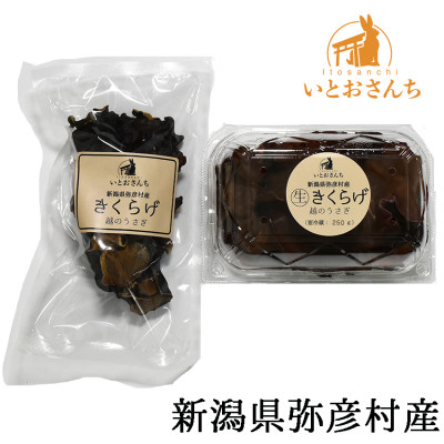 
                  新潟県弥彦村産 越のうさぎ 生きくらげ250g、乾燥きくらげ25g 詰め合わせセット | 詰め合わせセット＜栽培期間中農薬不使用＞手のひらサイズ 大きい 肉厚食感 プリプリ きくらげ 木耳 キクラゲ きのこ キノコ 歯ごたえ 新潟県 弥彦村
                