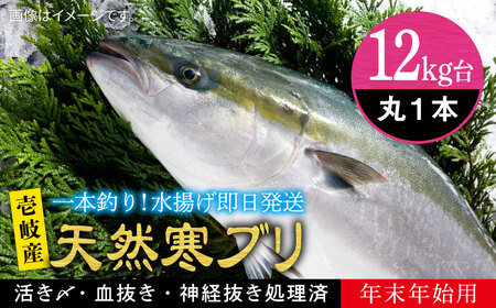 【お正月用】壱岐島産天然寒ブリ（12ｷﾛ台・丸もの）[JBS114]
