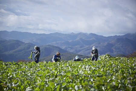 なめ茸 人気3種セット (160g×各1本) ｜ なめ茸 なめ茸 なめ茸 なめ茸 なめ茸 なめ茸