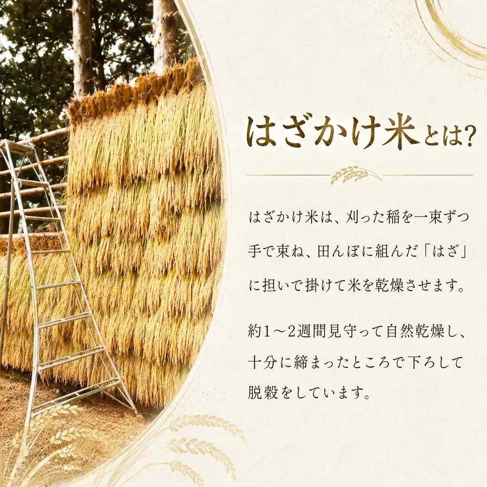 【先行予約】 令和8年産 富山県産 コシヒカリ はざかけ米 10kg 恋米（ここまい） ー天風穂（あまほ）ー ＜2026年10月初旬以降 順次発送予定＞ | 希少 はざかけ はさがけ 天日干し