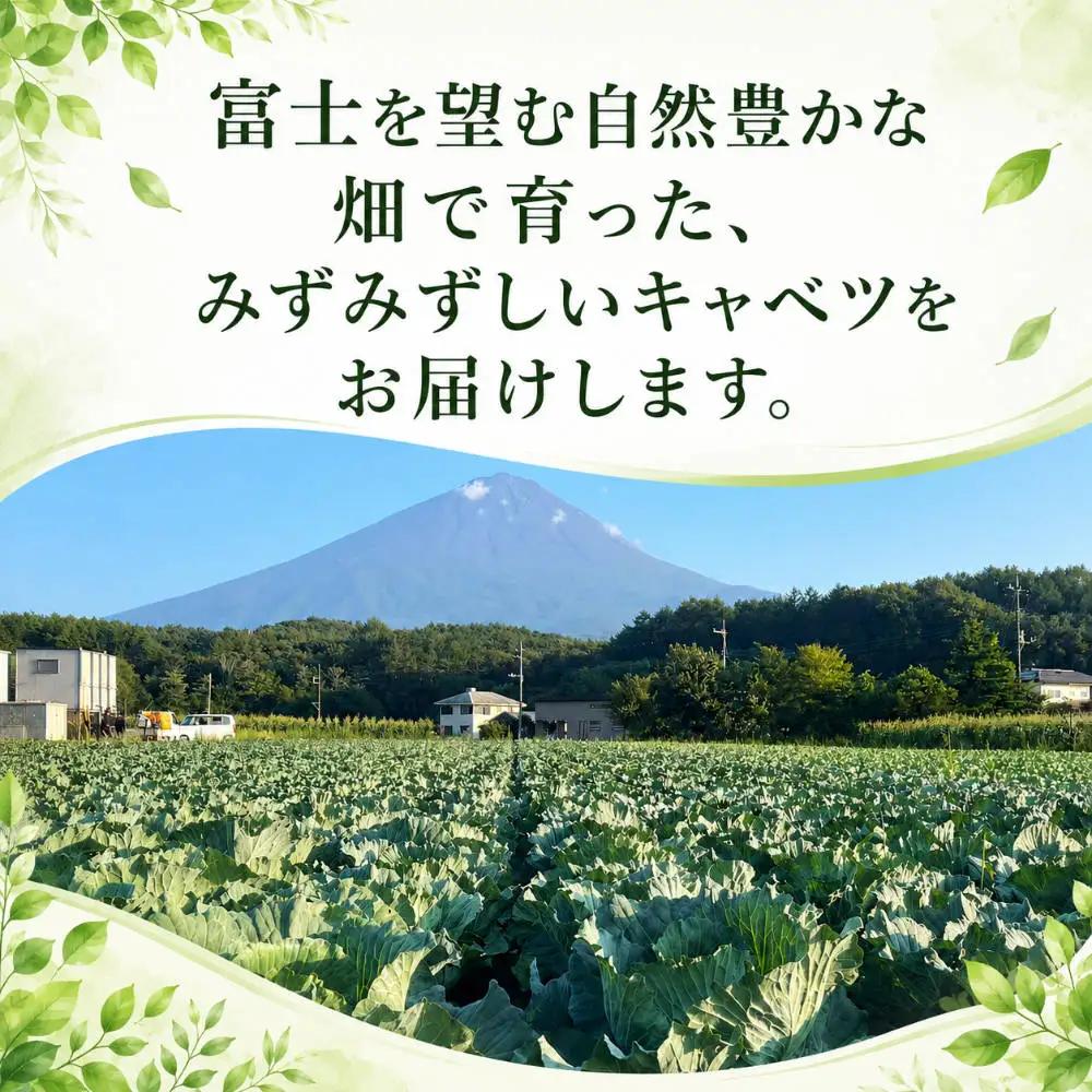 【2026年出荷分先行予約】富士山キャベツ　9kg