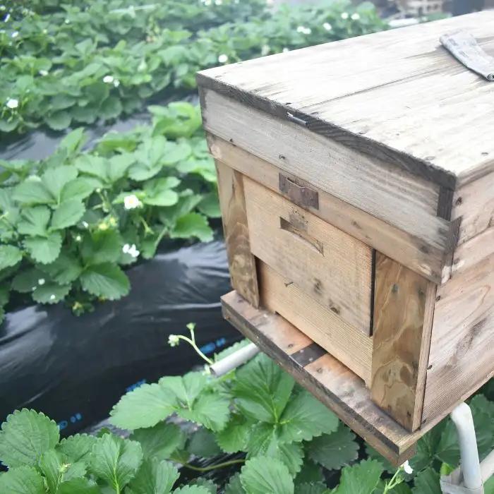【先行予約／数量限定】農家直送　鮮度抜群の完熟苺　いちご（とちおとめ）4パック入り×2箱