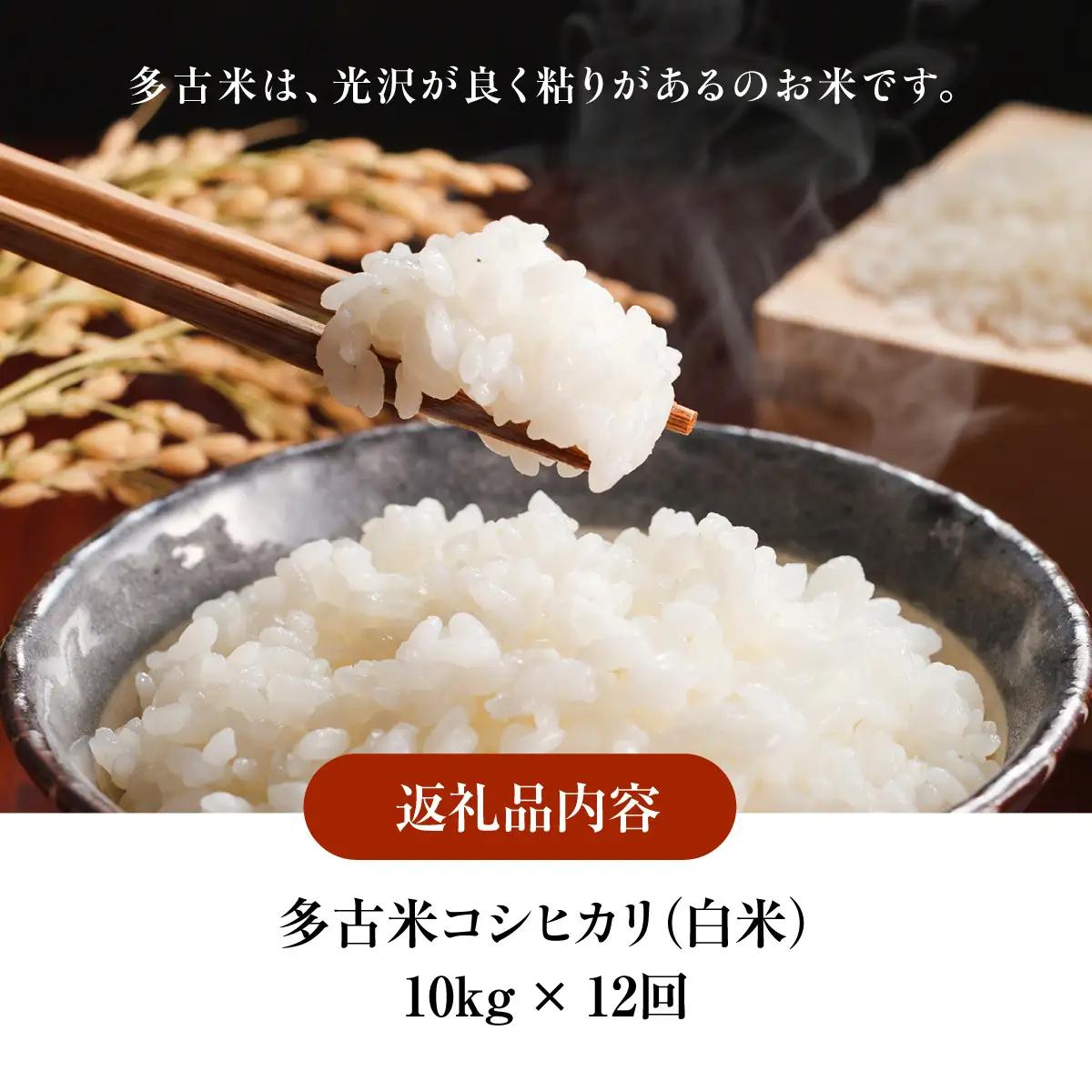 【定期便】化学肥料一切不使用！特別栽培米多古米「コシヒカリ」白米10kgx12回　TAKJ007／ふるさと納税 多古米 コシヒカリ 白米 玄米 10㎏ 化学肥料不使用 定期便  千葉県産 多古町 送料