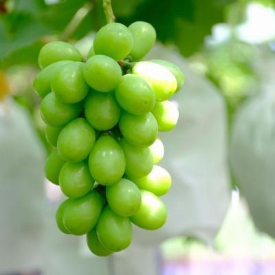 ふるさと納税 三条市 先行受付 シャインマスカット2kg(3~5房) 令和8年度 贈答用 渡辺果樹園 【034S008】 |  | 01